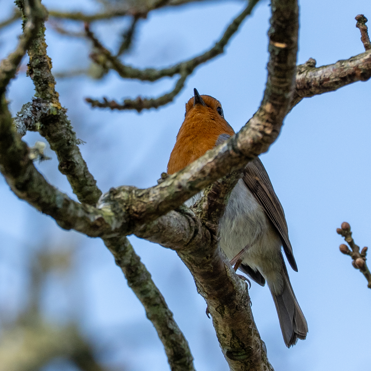 Photography by Chris Allington